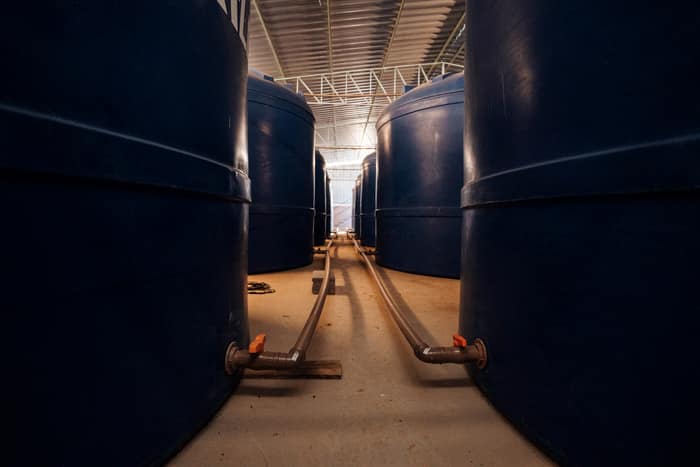 Rows of settling tanks with outlet valves and pipework inside a shed