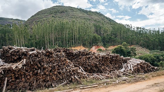 Stacks of eucalyptus logs in front of a planted hillside